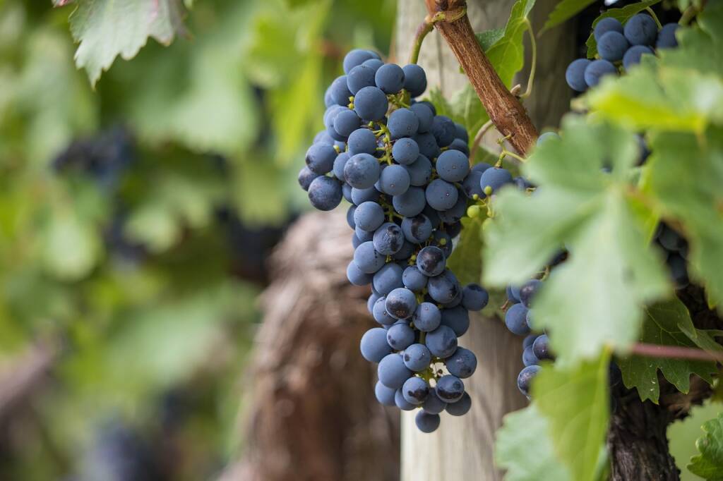 Cerveteri, 20mila euro da Arsial per la Sagra dell’Uva e del Vino dei Colli Ceriti