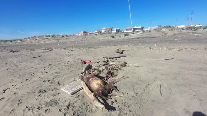 Ardea, macabra scoperta in spiaggia: spunta la carcassa di una pecora