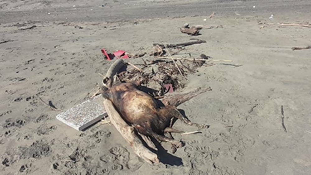 Ardea, macabra scoperta in spiaggia: spunta la carcassa di una pecora