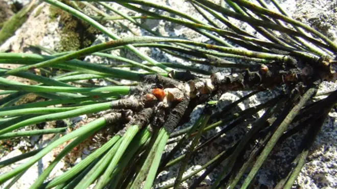 Cerveteri, al via il trattamento contro la cocciniglia sui pini della necropoli della Banditaccia