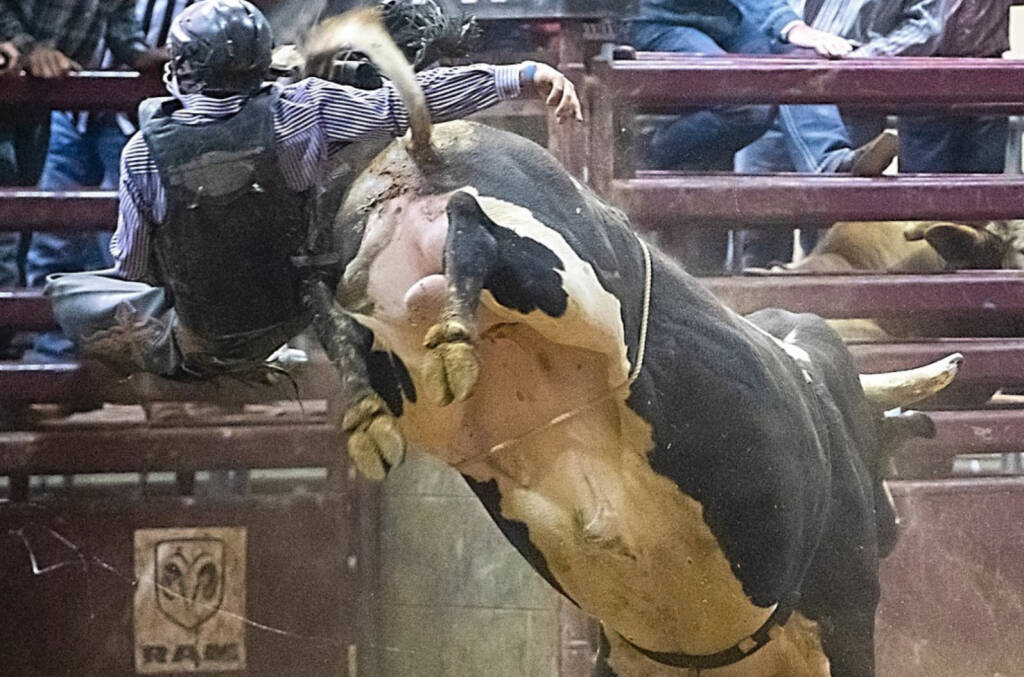 Rodeo con monta di tori a Roma, l’Oipa al Campidoglio: “E’ crudele, cancellate l’evento”
