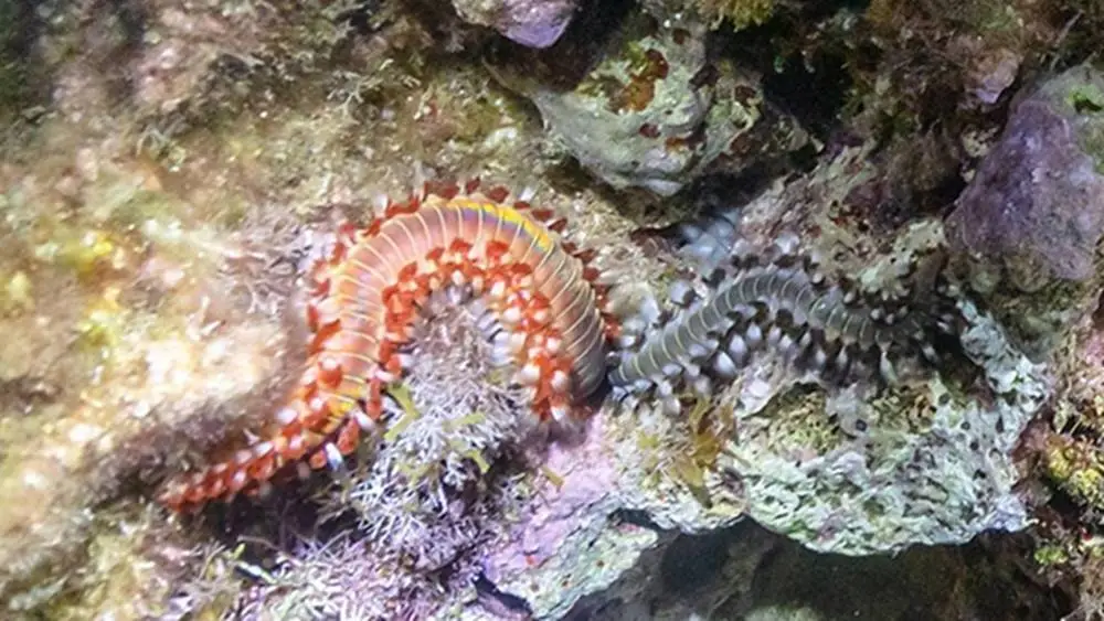 Un’altra specie minaccia i nostri mari: cos’è il vermocane