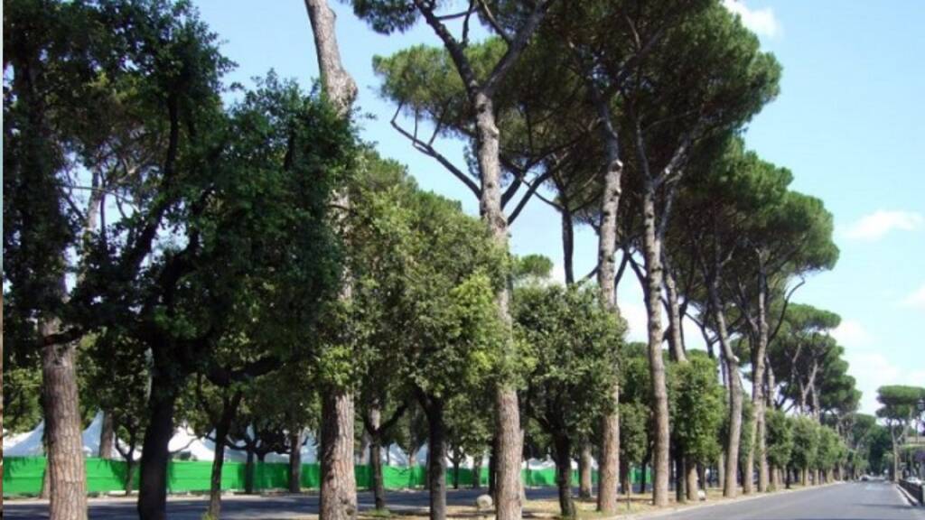 alberi roma