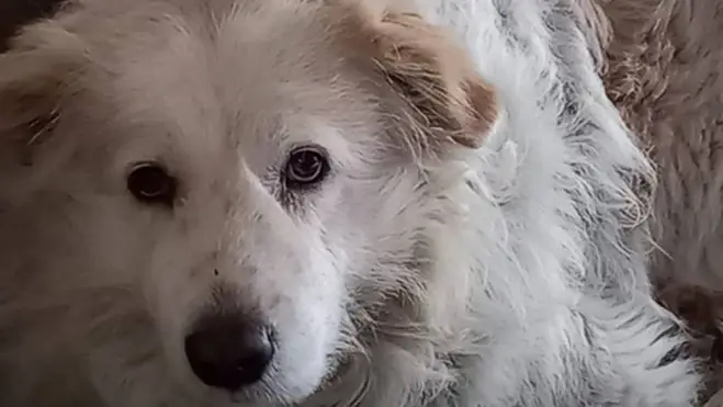 L’uccisione brutale del cane Giorgio: gli animali hanno un cuore… ma a volte l’uomo no