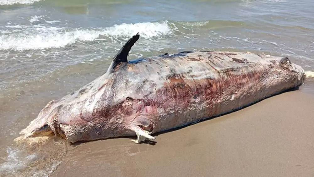 Delfino spiaggiato a Passoscuro: carcassa in decomposizione