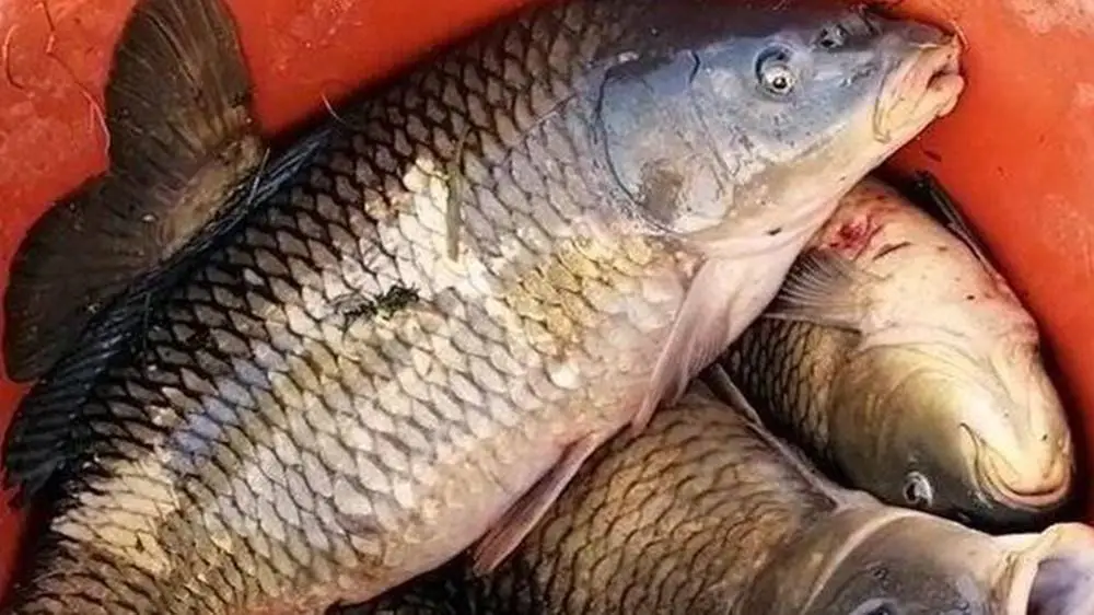 Terracina, operazione anti bracconaggio delle guardie ittiche Fipsas