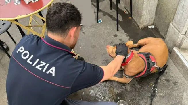 Roma, picchia il cane e lo scaraventa nell’immondizia: la Polizia intercetta e denuncia il proprietario