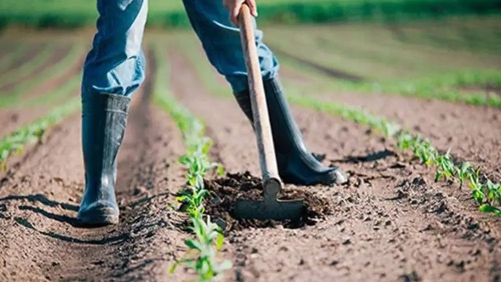 Agricoltura sociale: dalla Regione un bando da 2 milioni per l’inclusione sociale