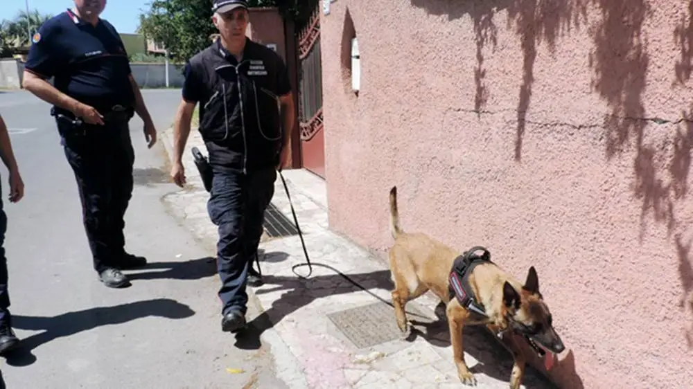 Bocconi avvelenati a Nuova Florida: caccia al killer dei cani