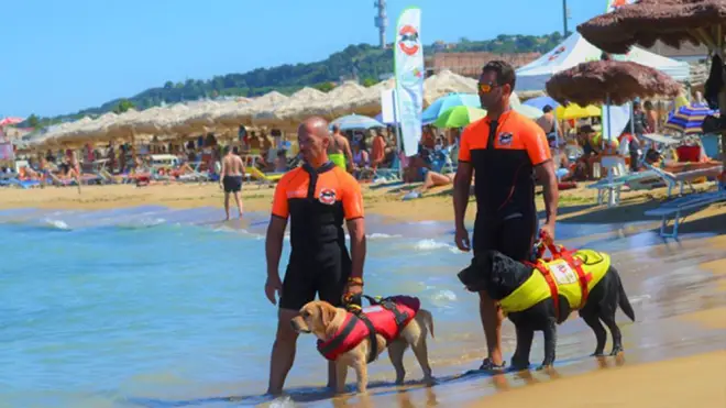 Estate 2024, cani da salvataggio sulle spiagge italiane: ecco le postazioni su litorale laziale