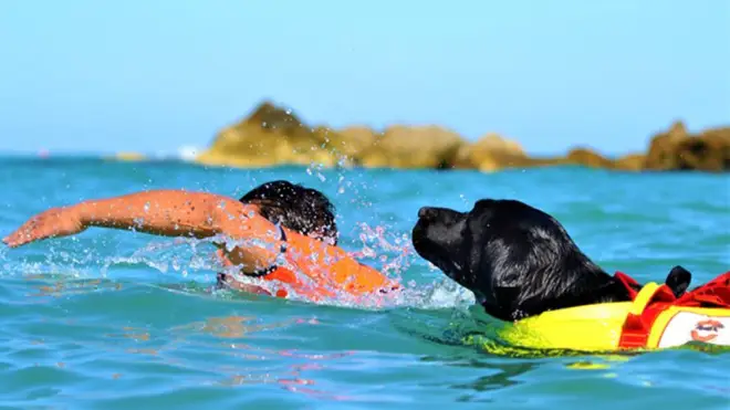 Estate 2024, cani da salvataggio sulle spiagge italiane: ecco le postazioni su litorale laziale