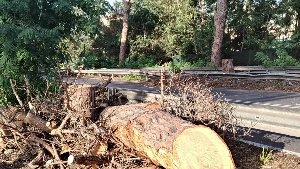 Via Ostiense riapre dopo il crollo del pino a Ferragosto