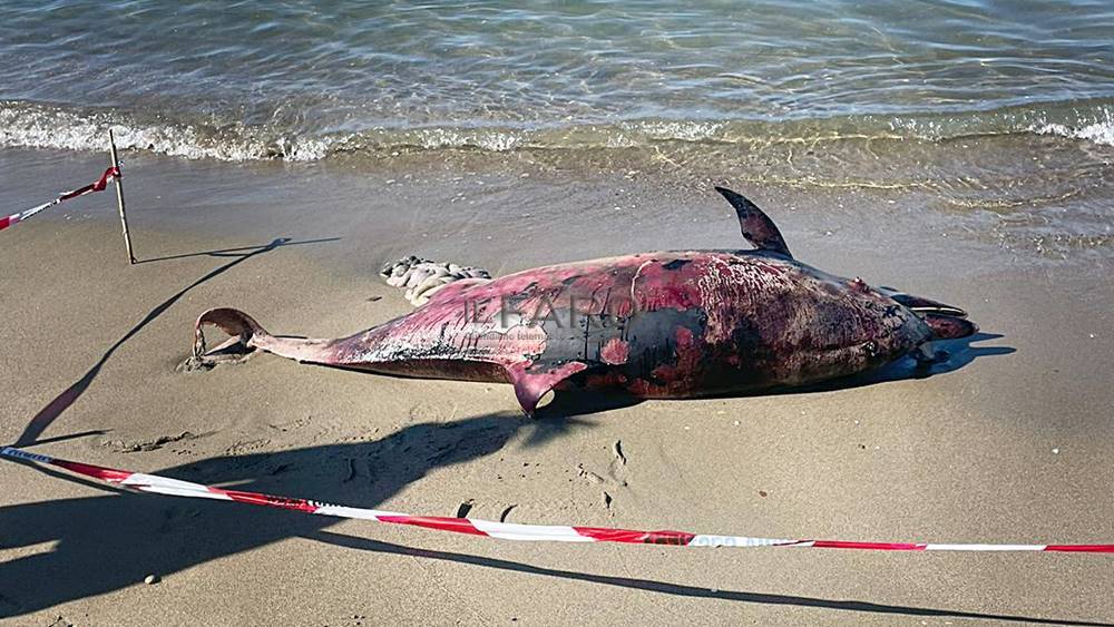 Delfino spiaggiato a Focene colpito da elica di motoscafo.