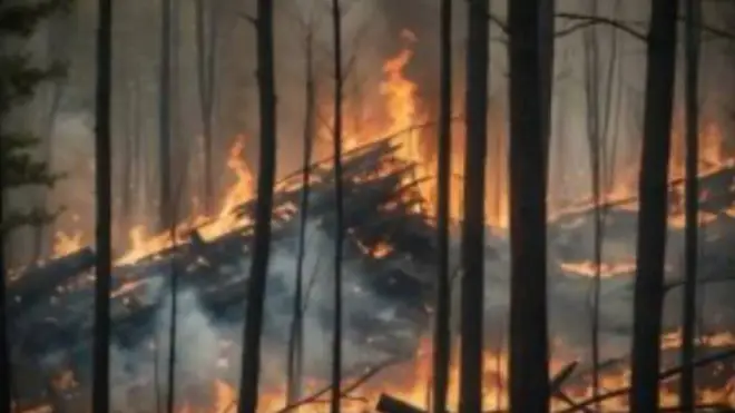 Roma devastata dagli incendi, l’Oipa: “Fauna selvatica decimata”