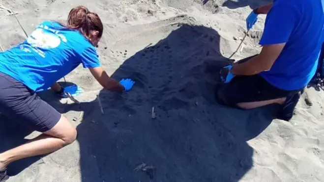 Latina, Capoportiere scelta come ”nido” dalle tartarughe Caretta Caretta: era già successo lo scorso anno