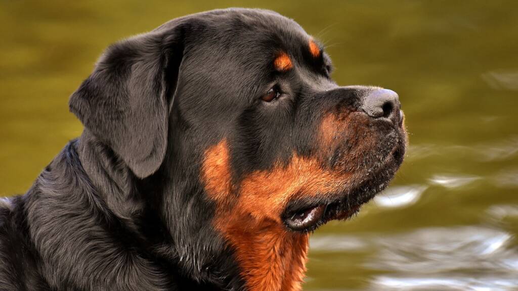 rottweiler