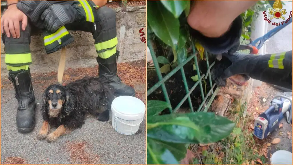 Roma, cane randagio incastrato nella rete: salvato dai pompieri