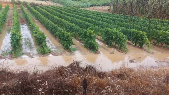 Maltempo, danni in agricoltura: vitigni danneggiati, allagamenti e serre divelte