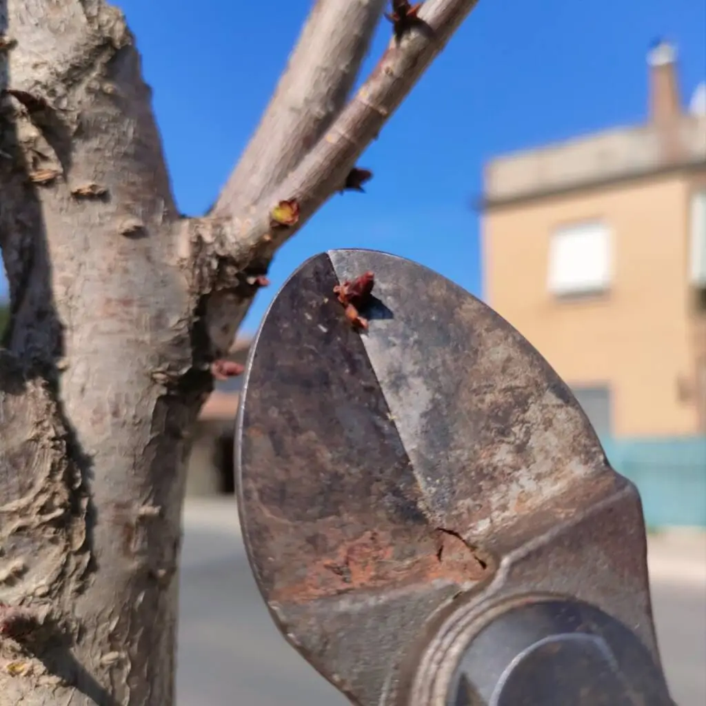 Manutenzioni alle alberature di Cerveteri: interventi con la propoli agricola