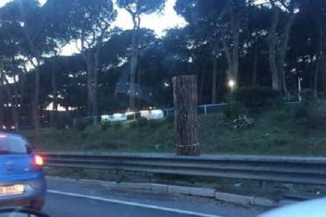 I tronconi rimasti dopo il taglio dei pini sulla via Cristoforo Colomnbo
