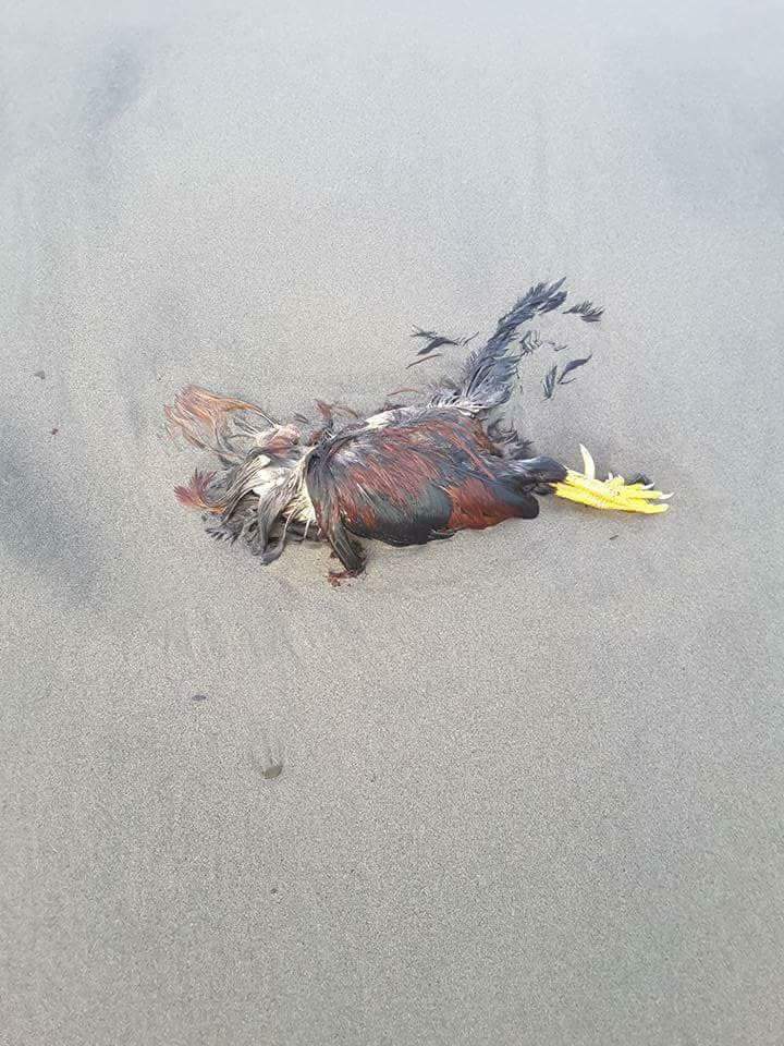 Anche un gallo sgozzato tra i resti rinvenuti sulla spiaggia libera di Ostia Ponente