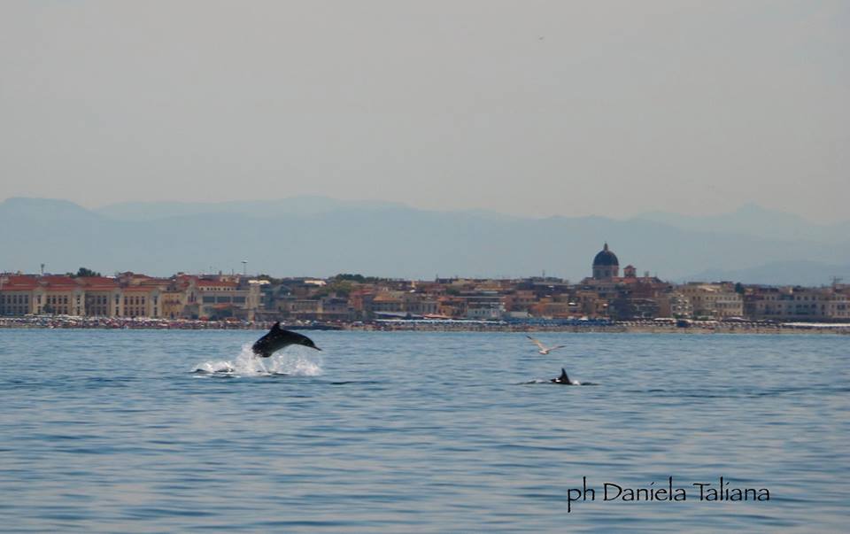 Delfini che giocano davanti Ostia: sullo sfondo la cupola di Regina Pacis