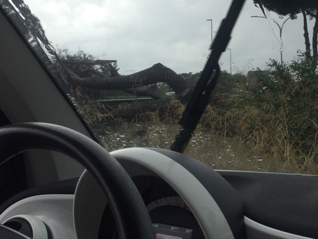L'immagine del pino crollato ripresa da una delle auto scampato al pericolo