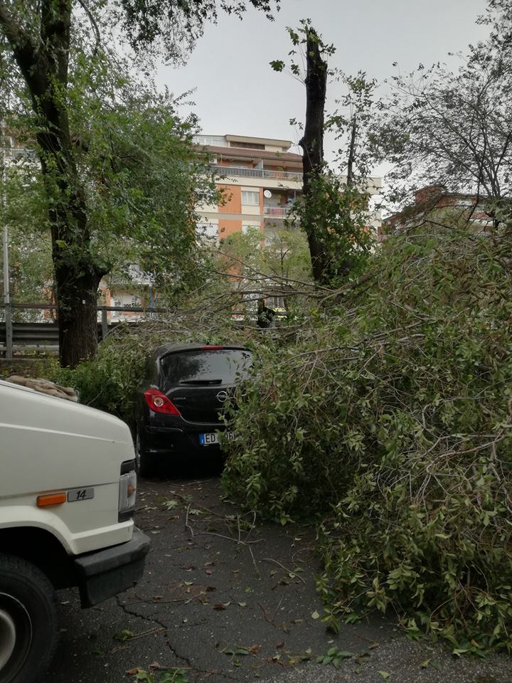 L'albero spezzatosi sul viadotto Attico Tabacchi caduto sulle auto in sosta su via Ammiraglio Del Bono