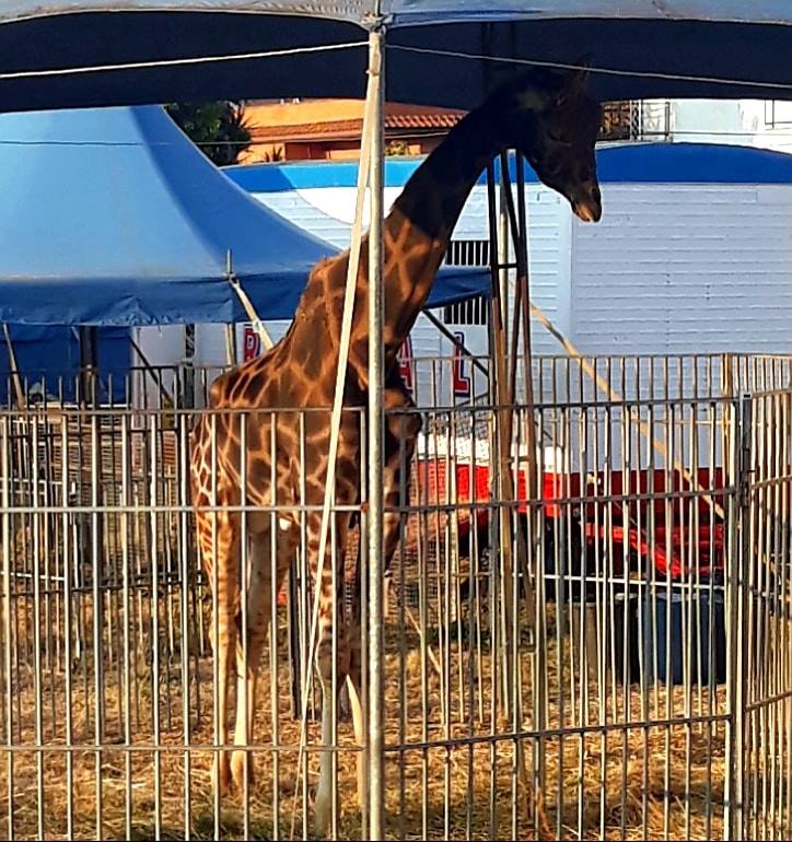 La giraffa esposta a ridosso del Circo Royal